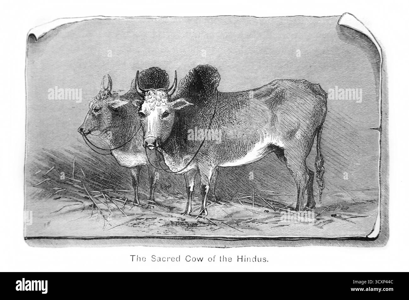 Illustrazione delle Sacre mucche humped (Zebu) del libro del XIX secolo The Children of India di uno dei loro amici Foto Stock