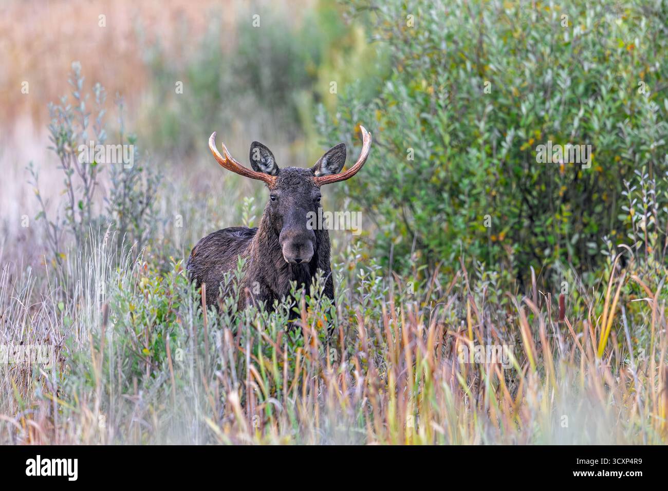 Alce/alci (Alces alces) toro/maschio che si nutrono di foglie di salice nelle paludi in autunno/autunno, Svezia, Scandinavia Foto Stock