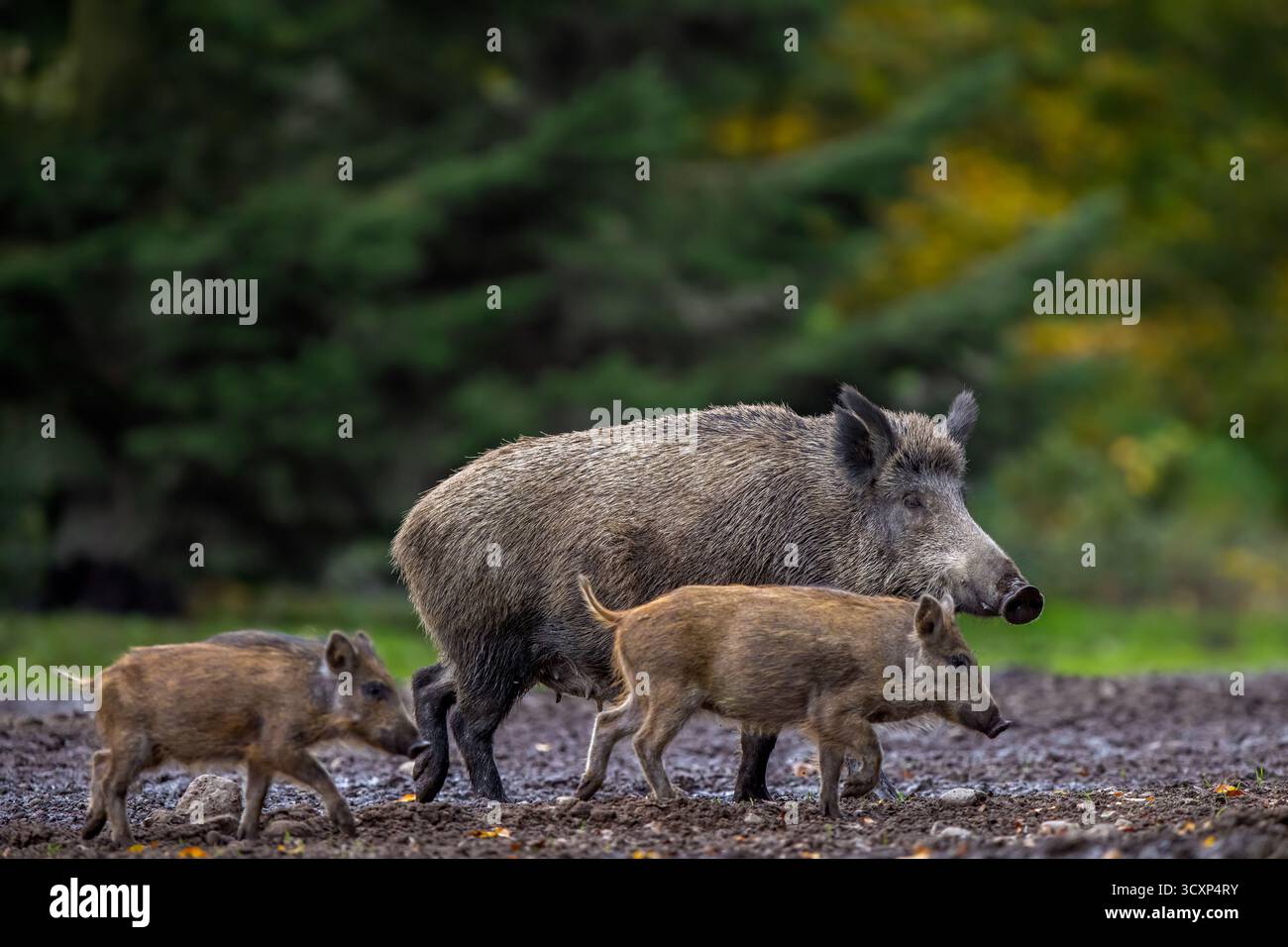 Il cinghiale (Sus scrofa) semina foraggio con due novellame nella foresta di abeti rossi in autunno/autunno Foto Stock