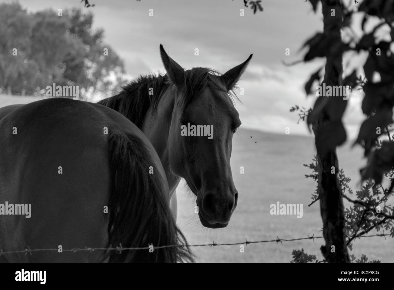 Cavallo nero in piedi in un campo con un altro cavallo Foto Stock
