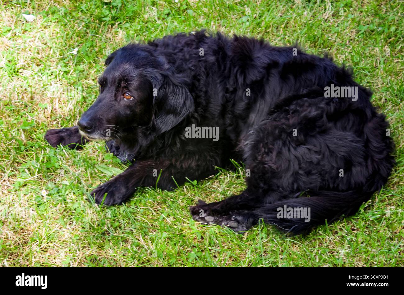 Sherpa, un cane amichevole e calmo Foto Stock