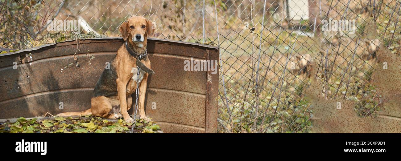 Beagle marrone seduto su metallo arrugginito con colletto a catena in un'area recintata in mezzo a foglie autunnali. Foto Stock