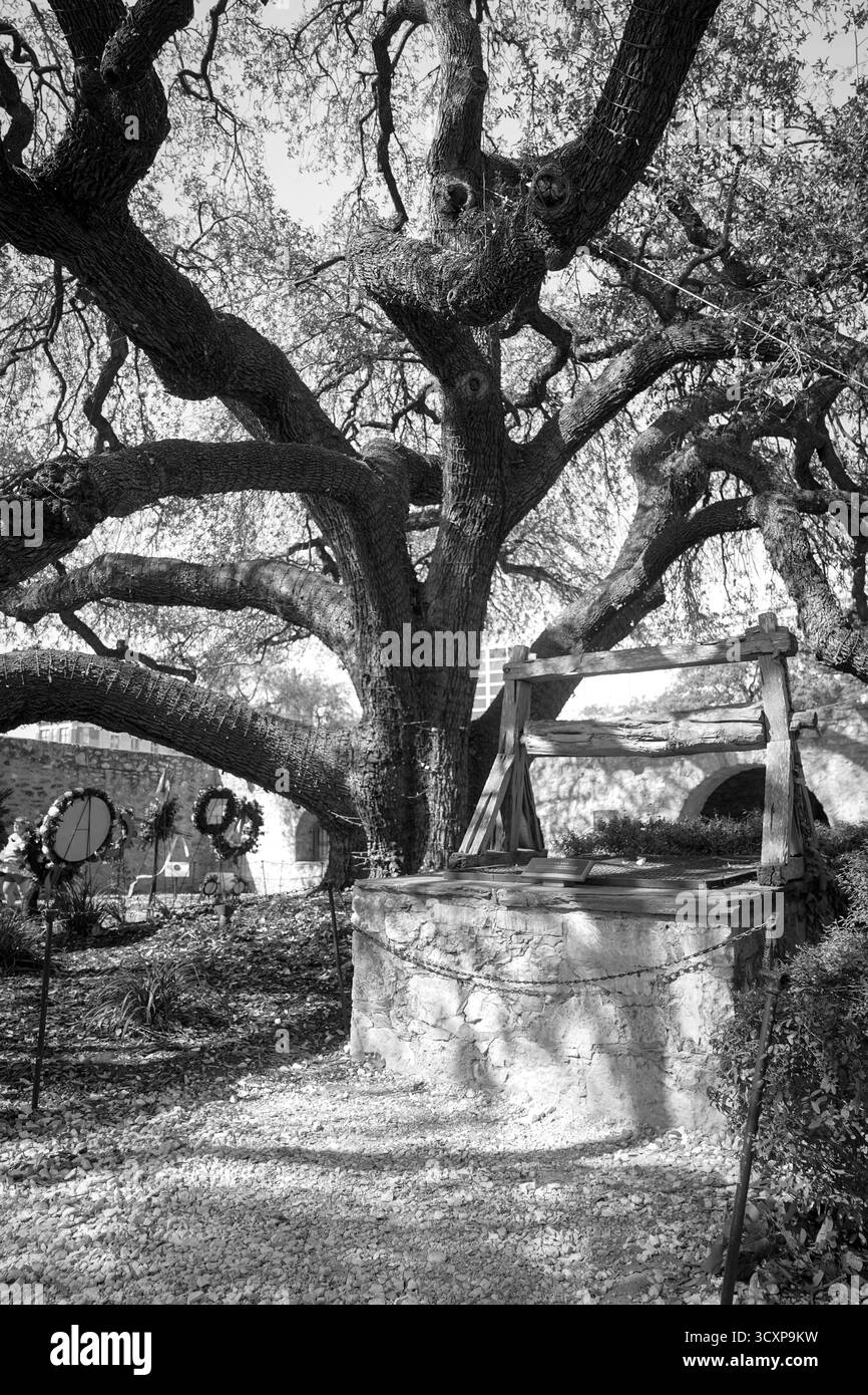 Immagine in bianco e nero dello storico pozzo di Alamo sotto i rami di una quercia storica a San Antonio, Texas Foto Stock