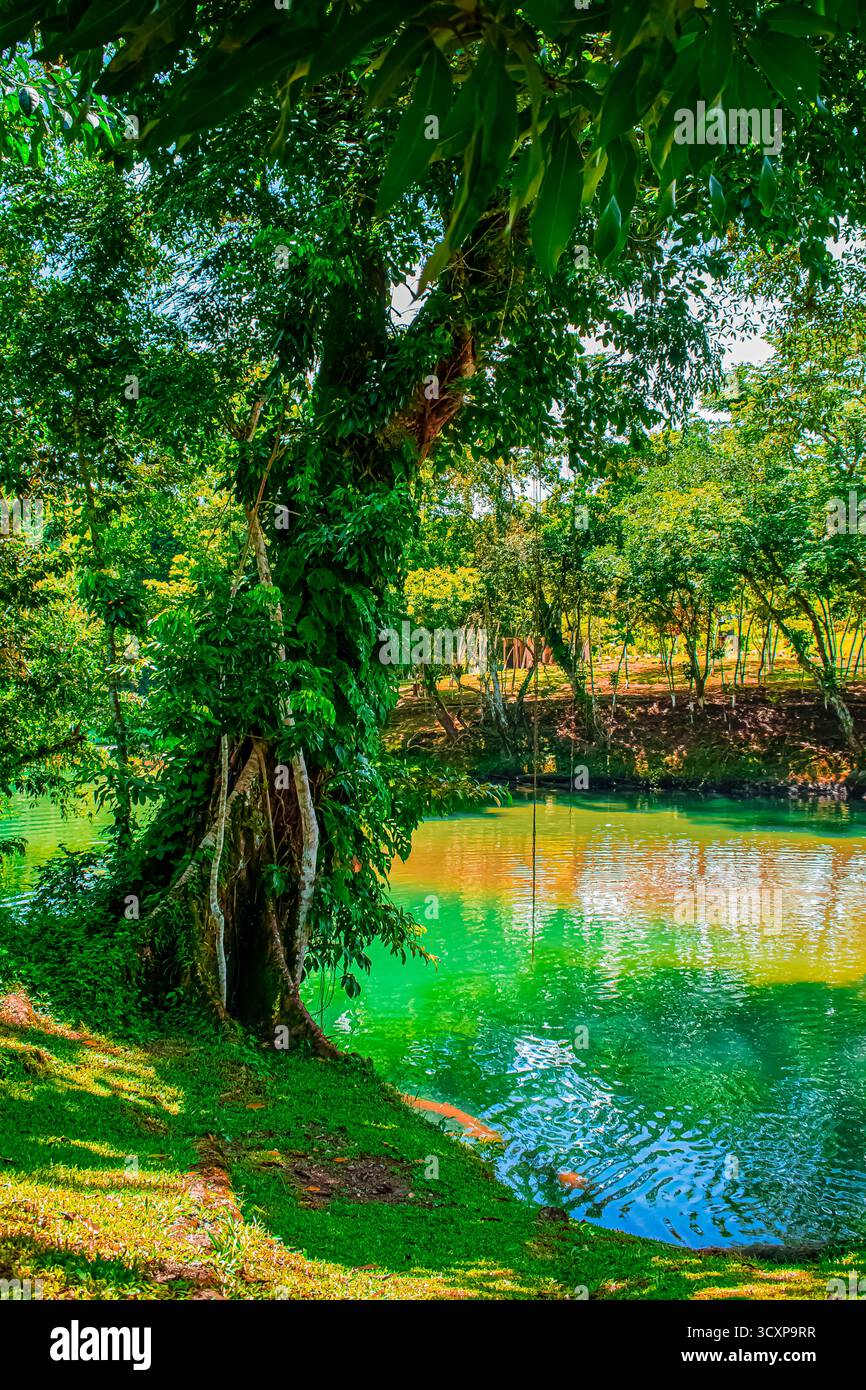 Paesaggio fluviale nella foresta di Semuc Champey con giungla e grandi alberi Foto Stock