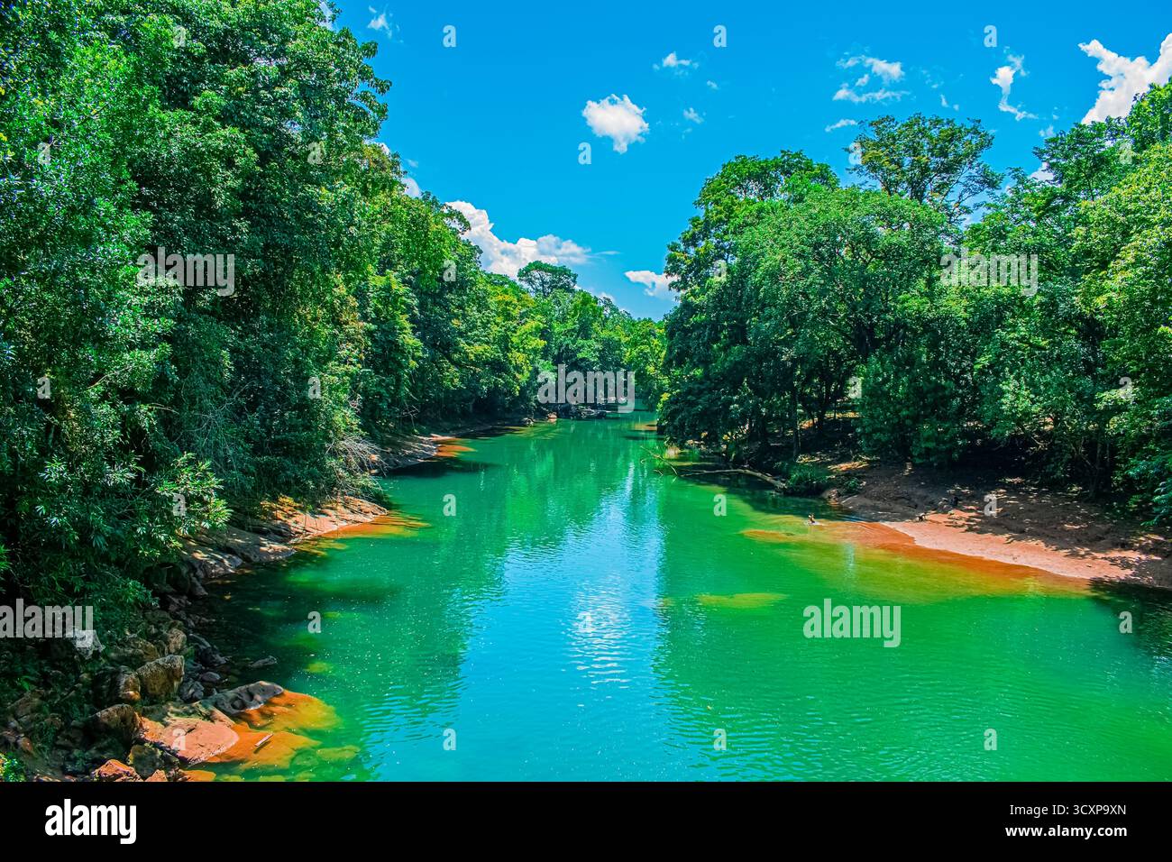 Paesaggio fluviale nella foresta di Semuc Champey con giungla e grandi alberi Foto Stock