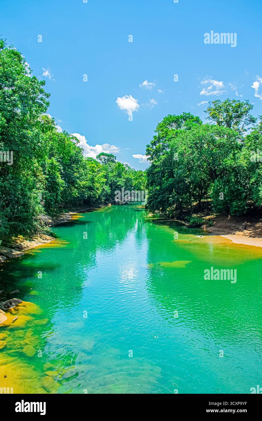 Paesaggio fluviale nella foresta di Semuc Champey con giungla e grandi alberi Foto Stock