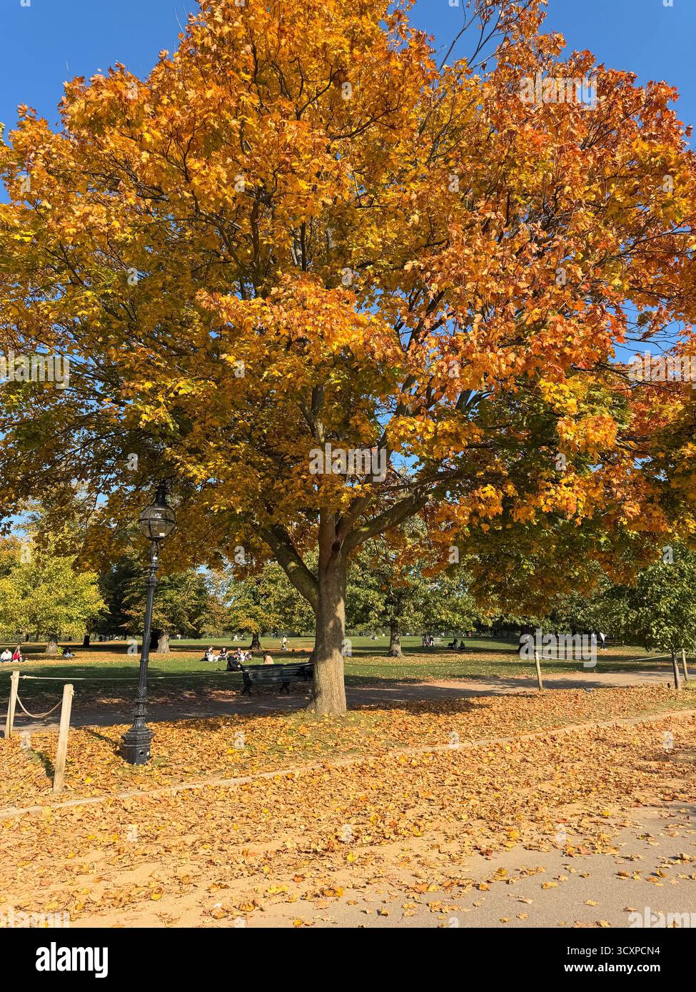 Scena autunnale di ottobre - splendido albero con foglie d'oro e d'arancia, preso in una giornata di sole a Hyde Park Londra. Foto Stock