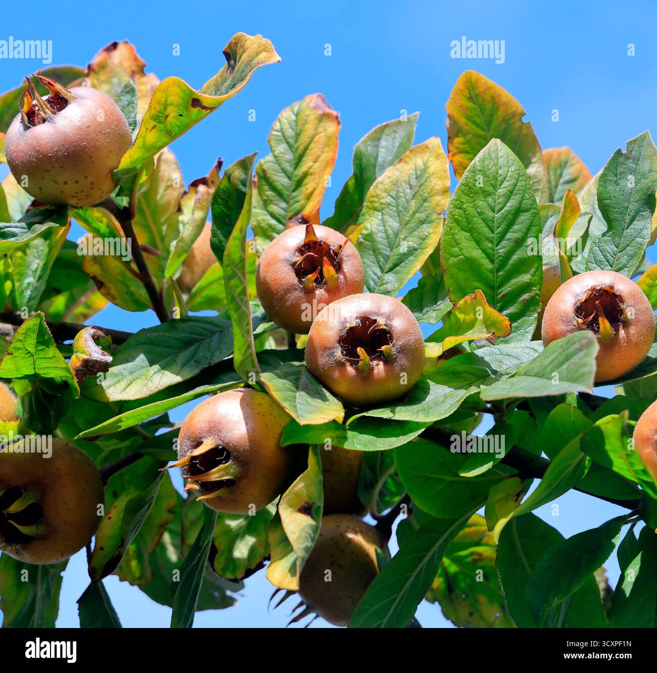 Medagliere non blettate (Crataegus germanica) maturazione su un albero, Cardiff, Galles del Sud, Regno Unito. Presa ottobre 2025 Foto Stock