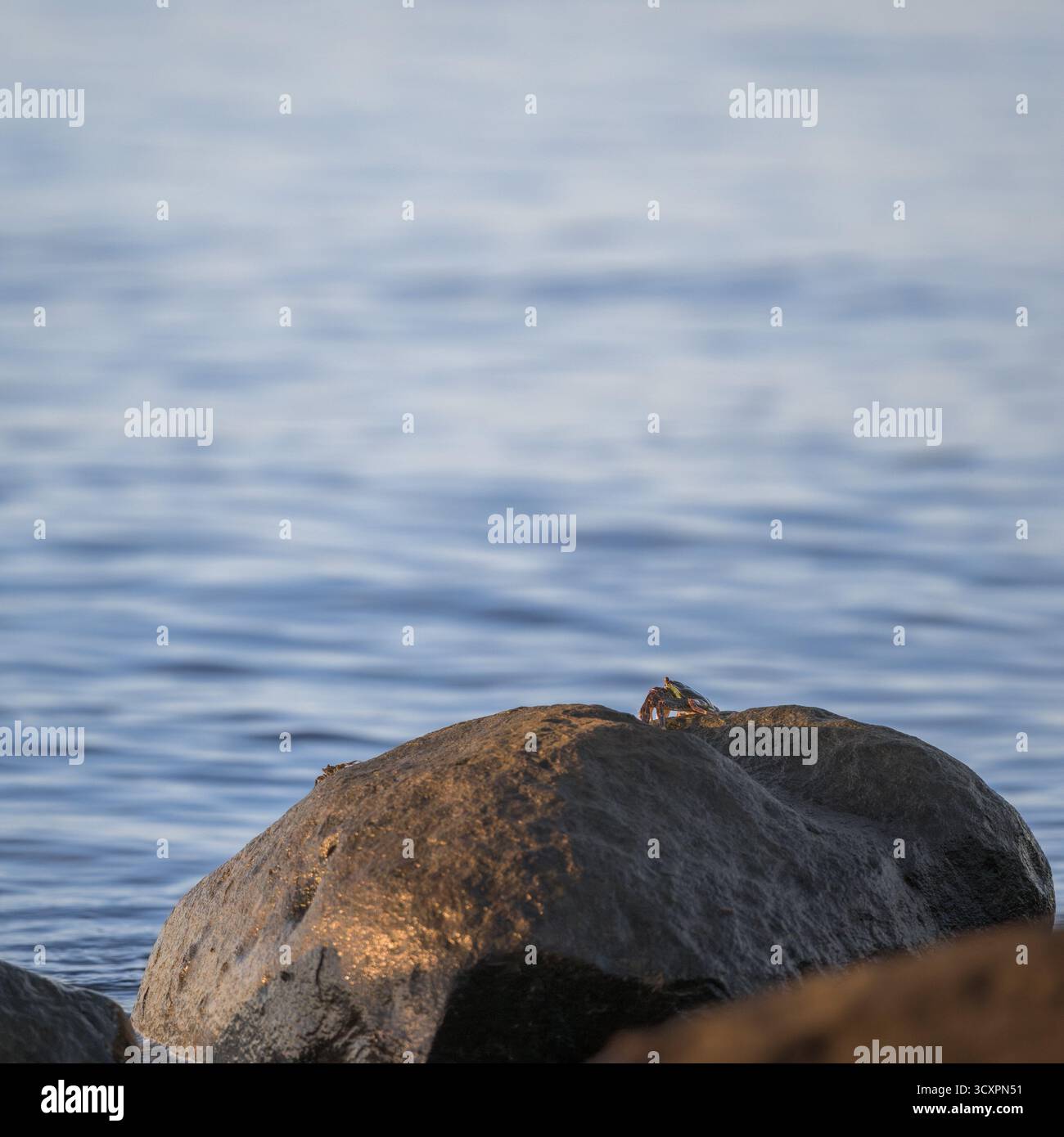 Un granchio europeo catturato a North Mission Beach, nell'estremo nord del Queensland, che si riscalda con i raggi del sole del mattino presto del sole invernale. Foto Stock
