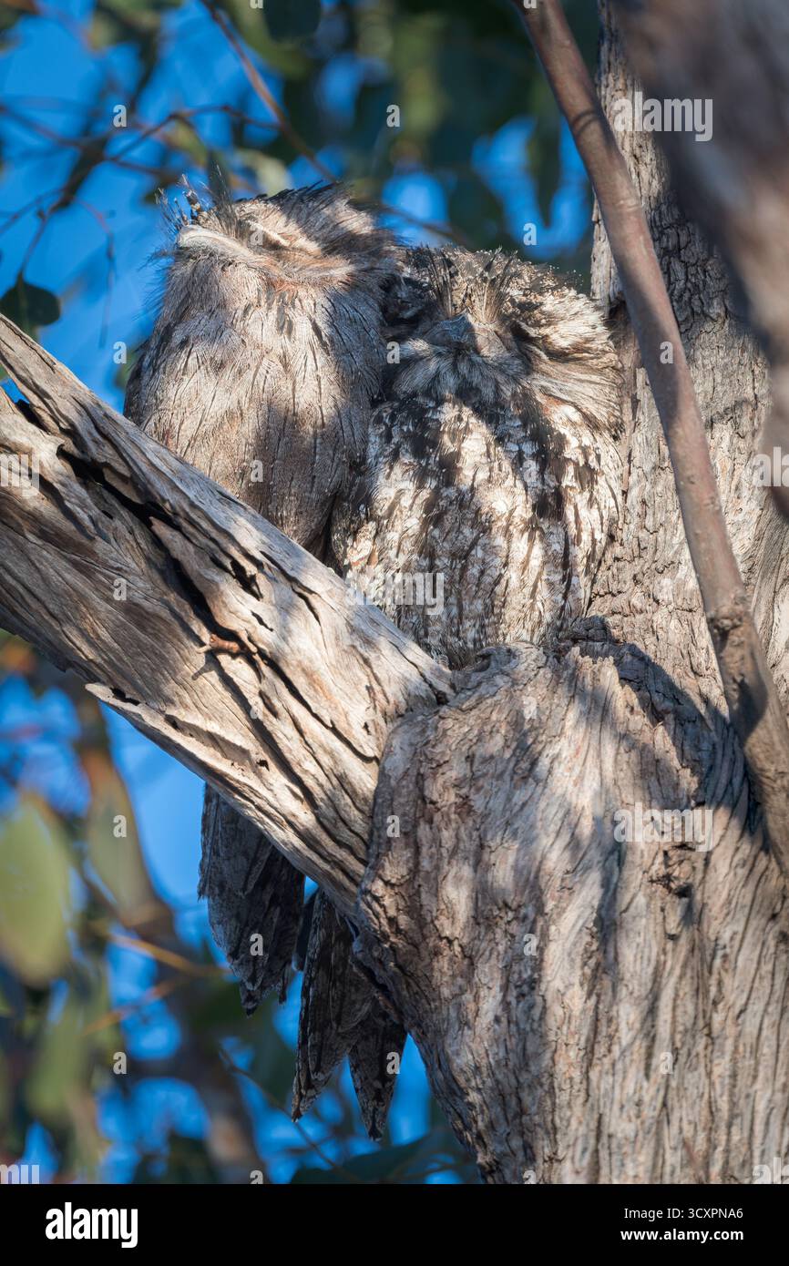 Una coppia di Frogmouths Tawny, splendidamente mimetizzati, si aggira nella forchetta di un albero di eucalito Foto Stock
