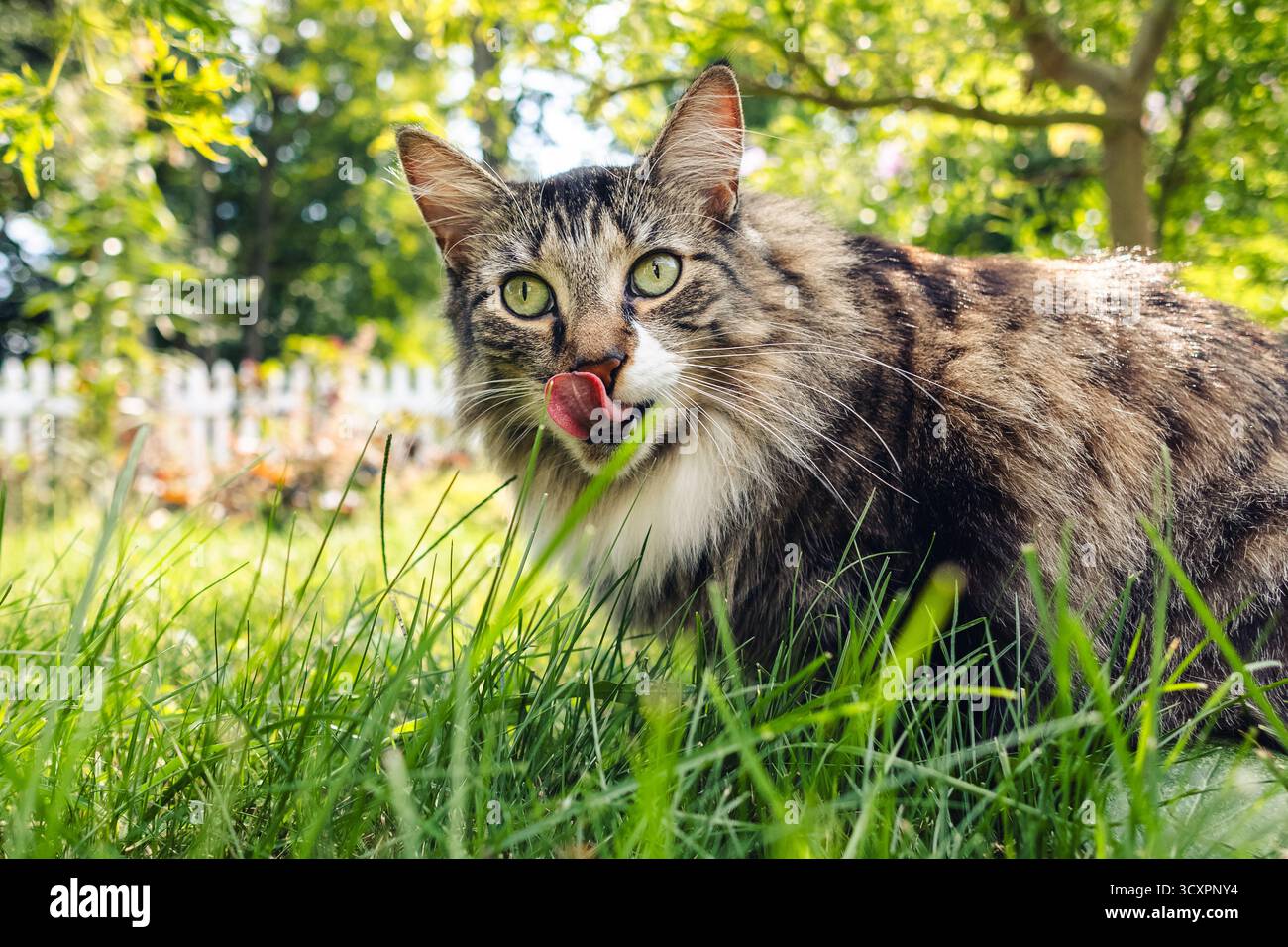 gatto dai capelli lunghi all'esterno con la lingua fuori Foto Stock