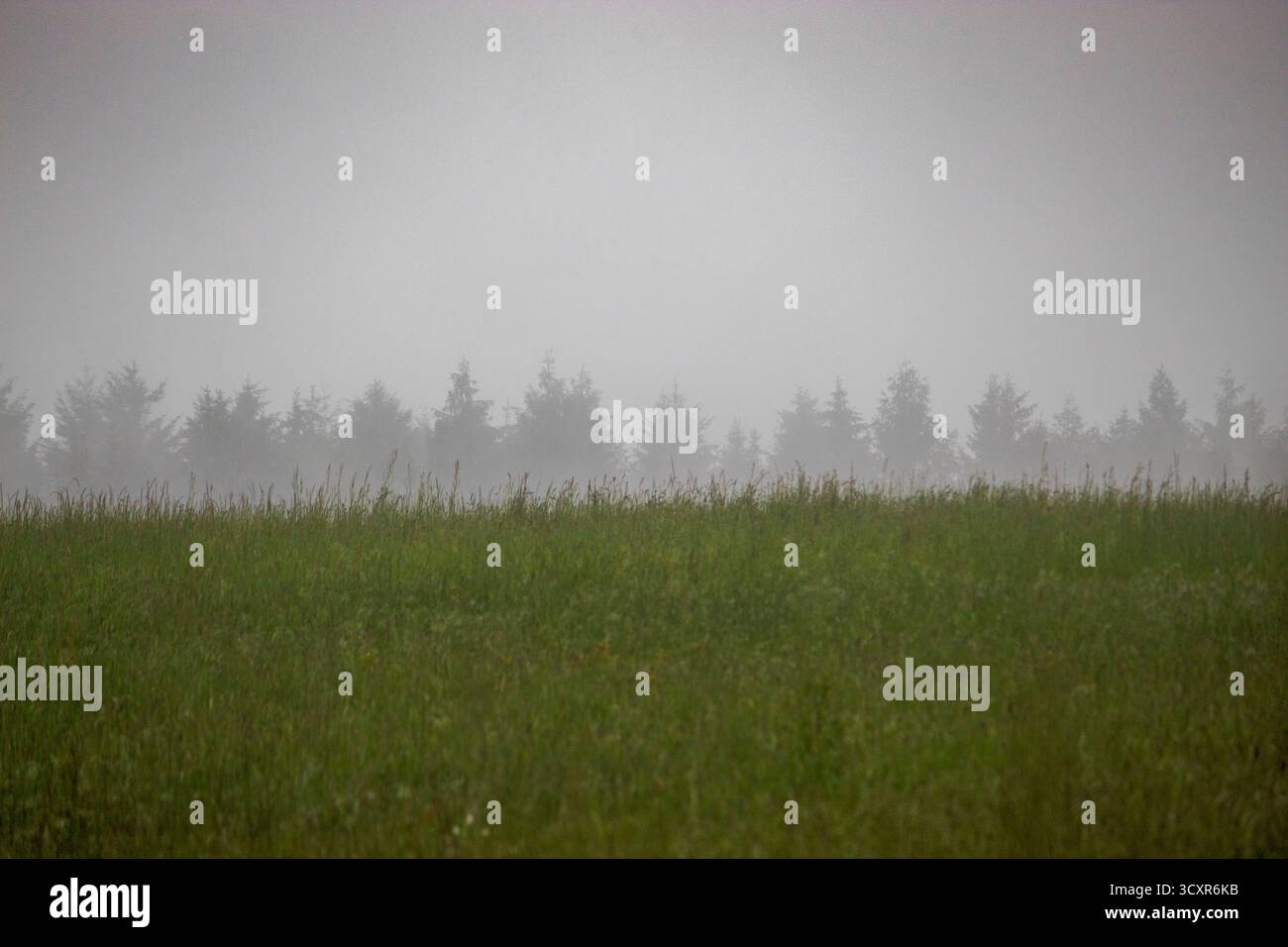 Foresta di conifere astratte di montagna in nebbia con silhouette stratificate, toni tenui e profondità d'atmosfera soffusa; fotografia Sporisevic Foto Stock