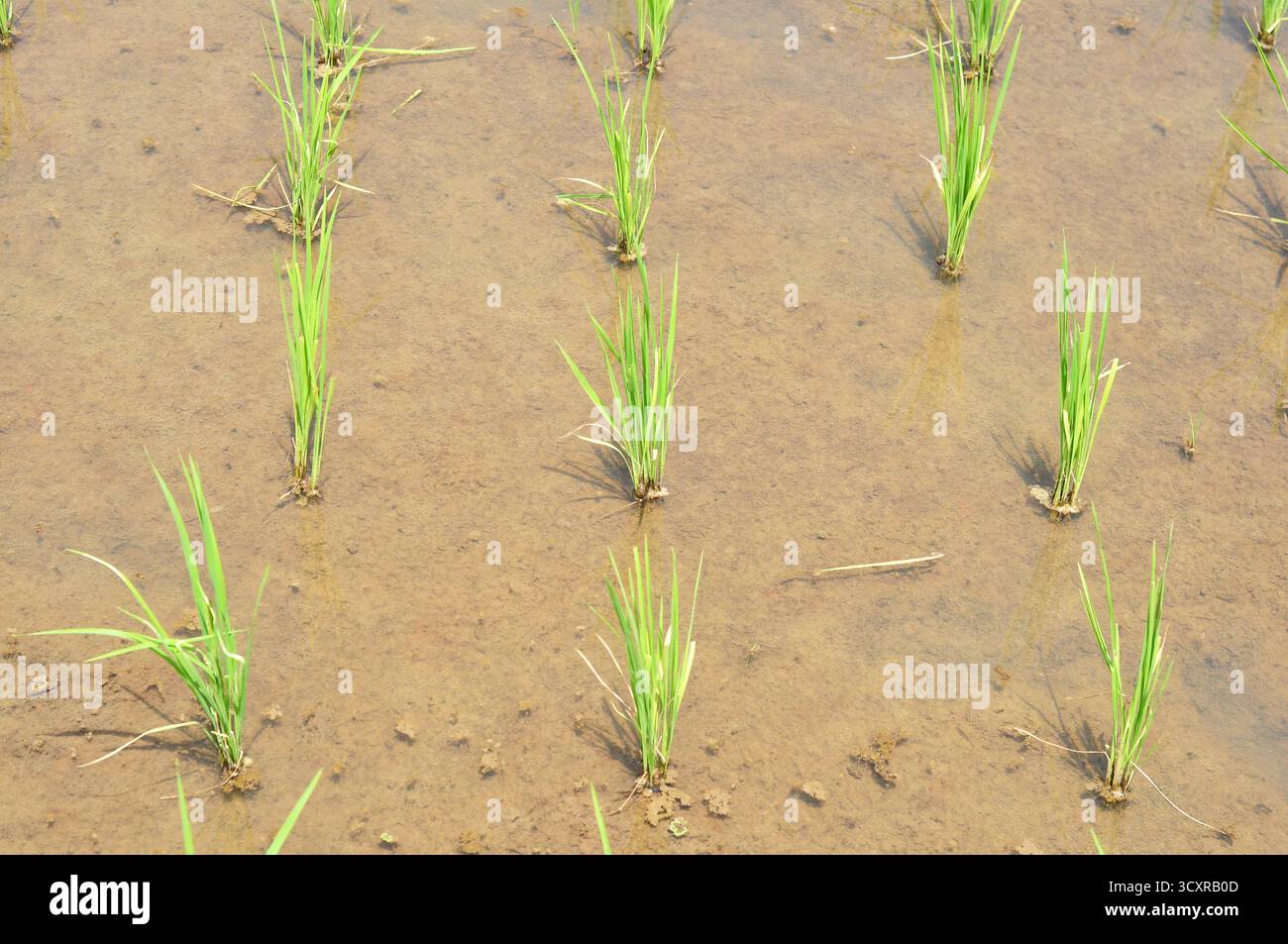 Piantine di riso giovani che crescono nel Muddy Paddy Field Foto Stock