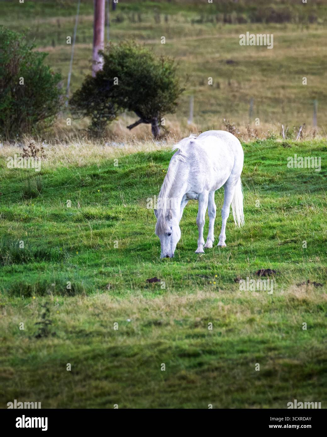 White Horse, pascolo in un Northumberland Field, vicino a Bamburgh, settembre 2025 Foto Stock