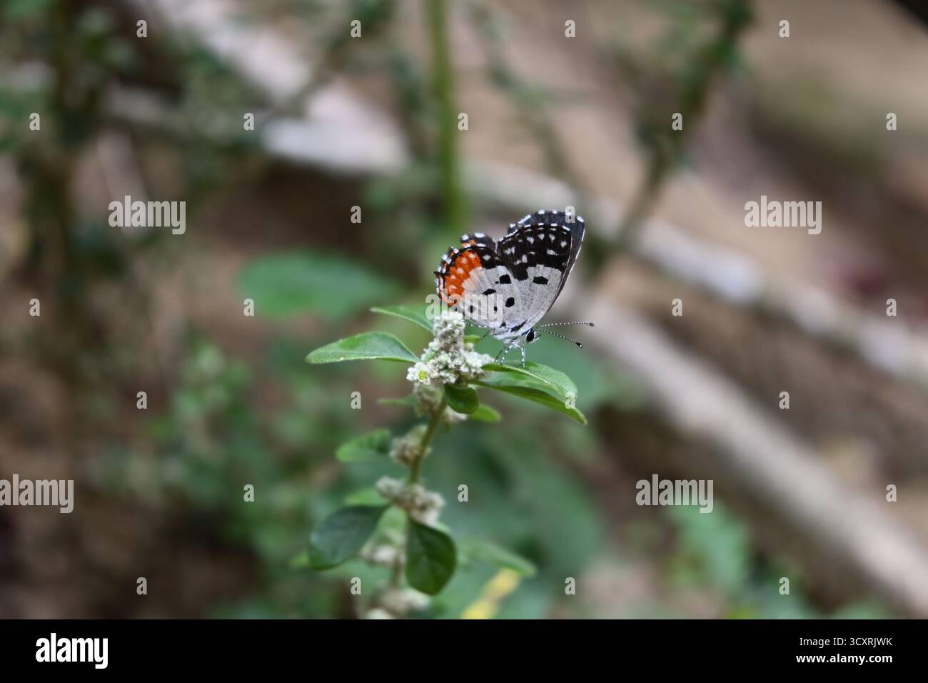 Vista laterale ventrale ravvicinata di una farfalla Pierrot rossa arroccata sulla cima di una foglia su un ramoscello di Knotgrass in fiore (Ouret lanata) Foto Stock