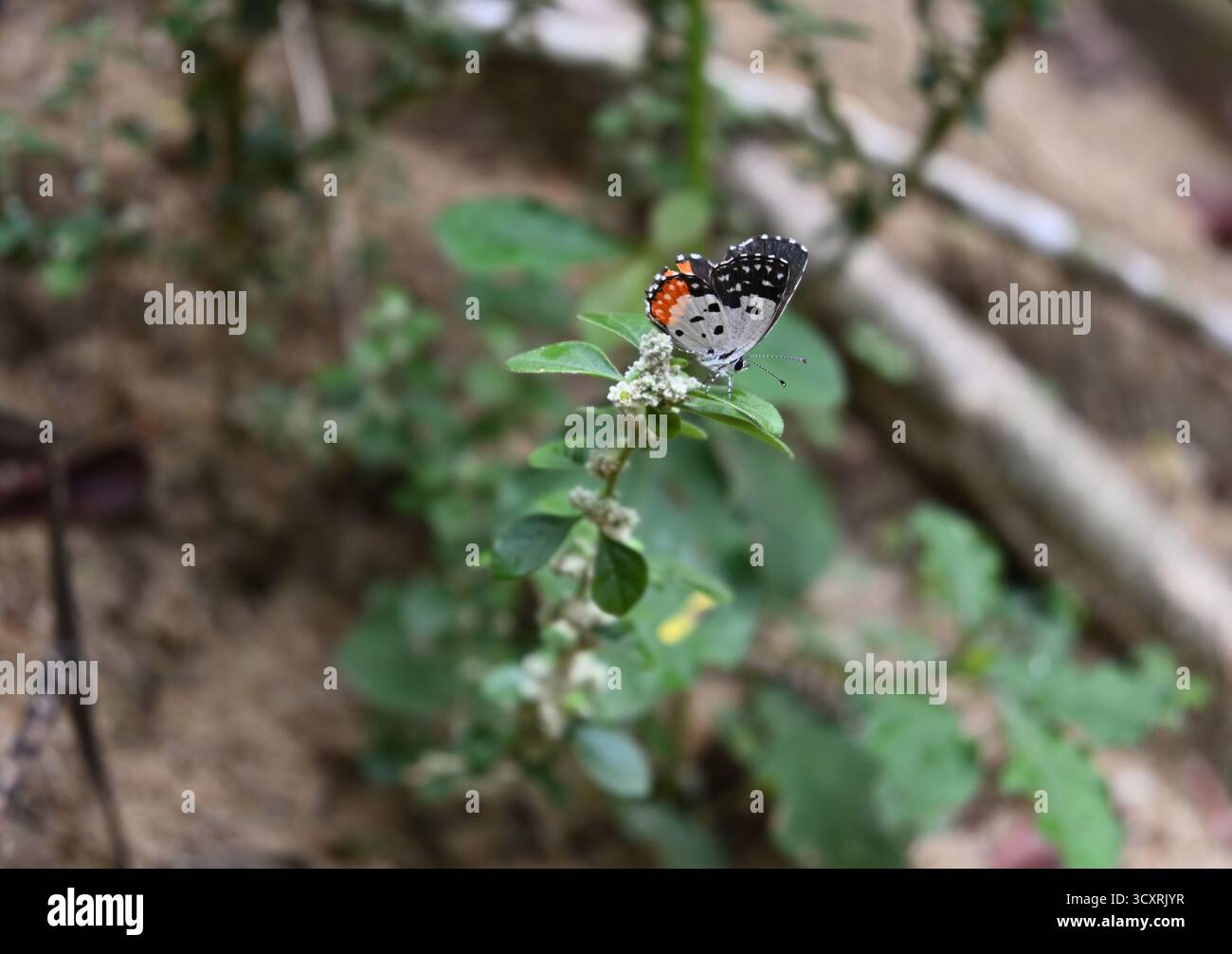 Una farfalla pierrot rossa (Talicada nyseus) inizia ad allargare le ali su una foglia su un ramoscello di Knotgrass (Ouret lanata) Foto Stock