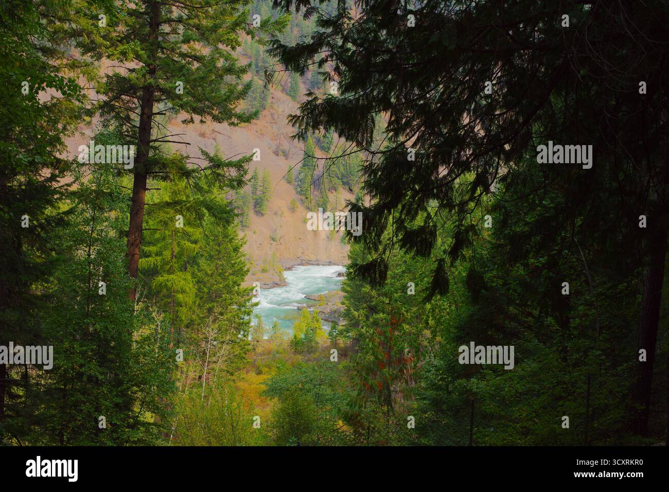 Vista sul canyon della foresta erene incorniciando un fiume turchese attraverso fitti alberi verdi la foresta nazionale di Kootenai nel Montana. La fitta foresta sempreverde si apre a un tu Foto Stock