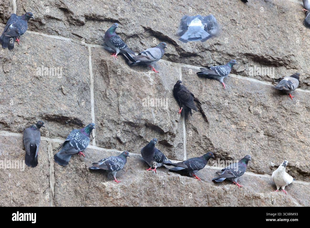 Uno stormo di colombe di roccia (Columba livia) o piccione comune, arroccato su una parete rocciosa di granito. Foto Stock