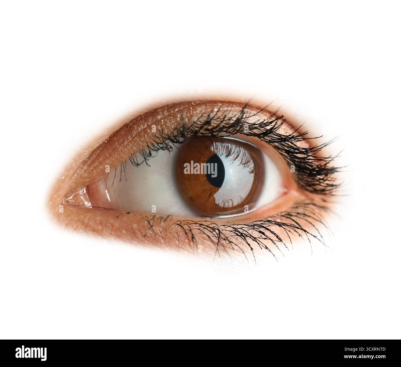Occhio umano su sfondo bianco Foto Stock