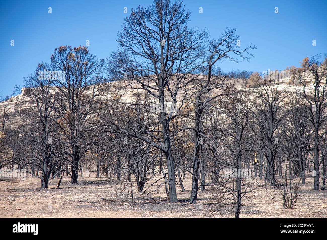 Jacob Lake, Arizona - alberi bruciati dal White Sage Fire. L'incendio bruciò 60.000 acri a nord del Grand Canyon nella Kaibab National Forest. Foto Stock
