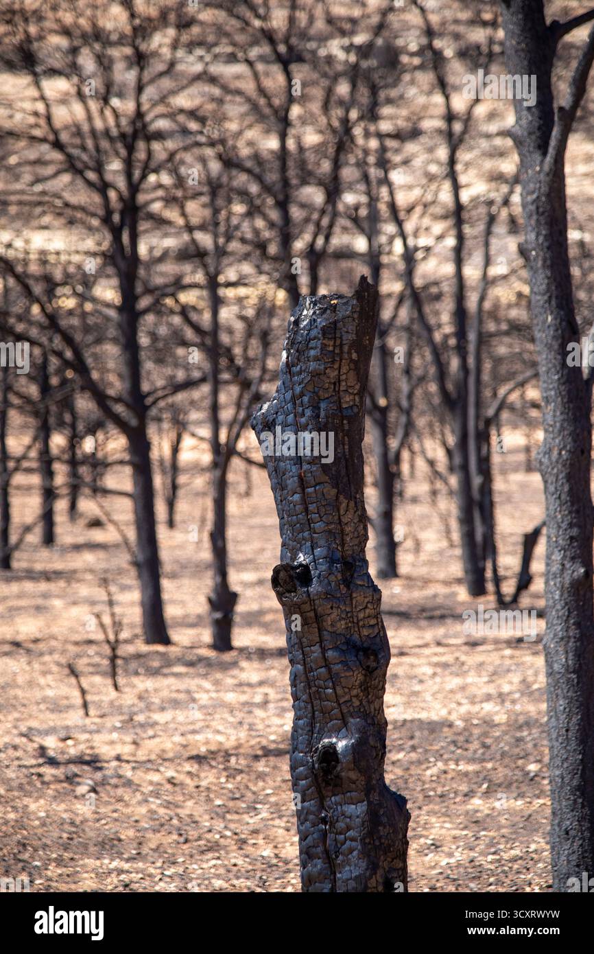 Jacob Lake, Arizona - alberi bruciati dal White Sage Fire. L'incendio bruciò 60.000 acri a nord del Grand Canyon nella Kaibab National Forest. Foto Stock