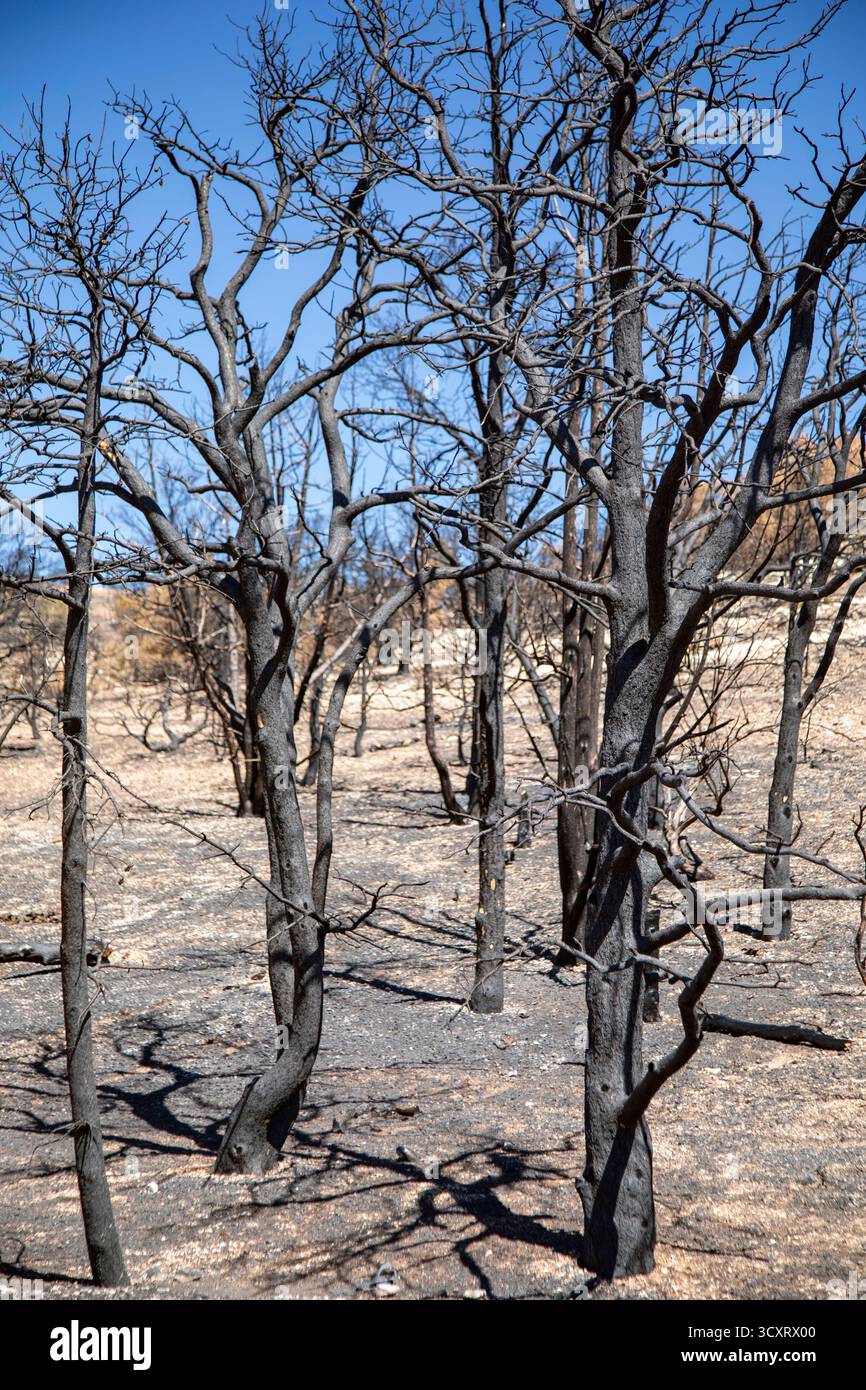 Jacob Lake, Arizona - alberi bruciati dal White Sage Fire. L'incendio bruciò 60.000 acri a nord del Grand Canyon nella Kaibab National Forest. Foto Stock