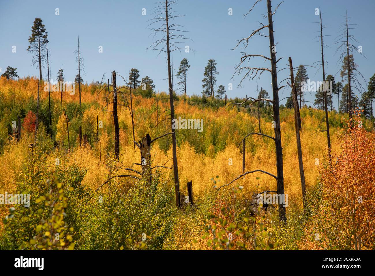 Jacob Lake, Arizona - gli Aspens mostrano i loro brillanti colori autunnali mentre rivegetano l'area bruciata dal fuoco caldo nel 2006. Quell'incendio bruciò 60.000 Foto Stock