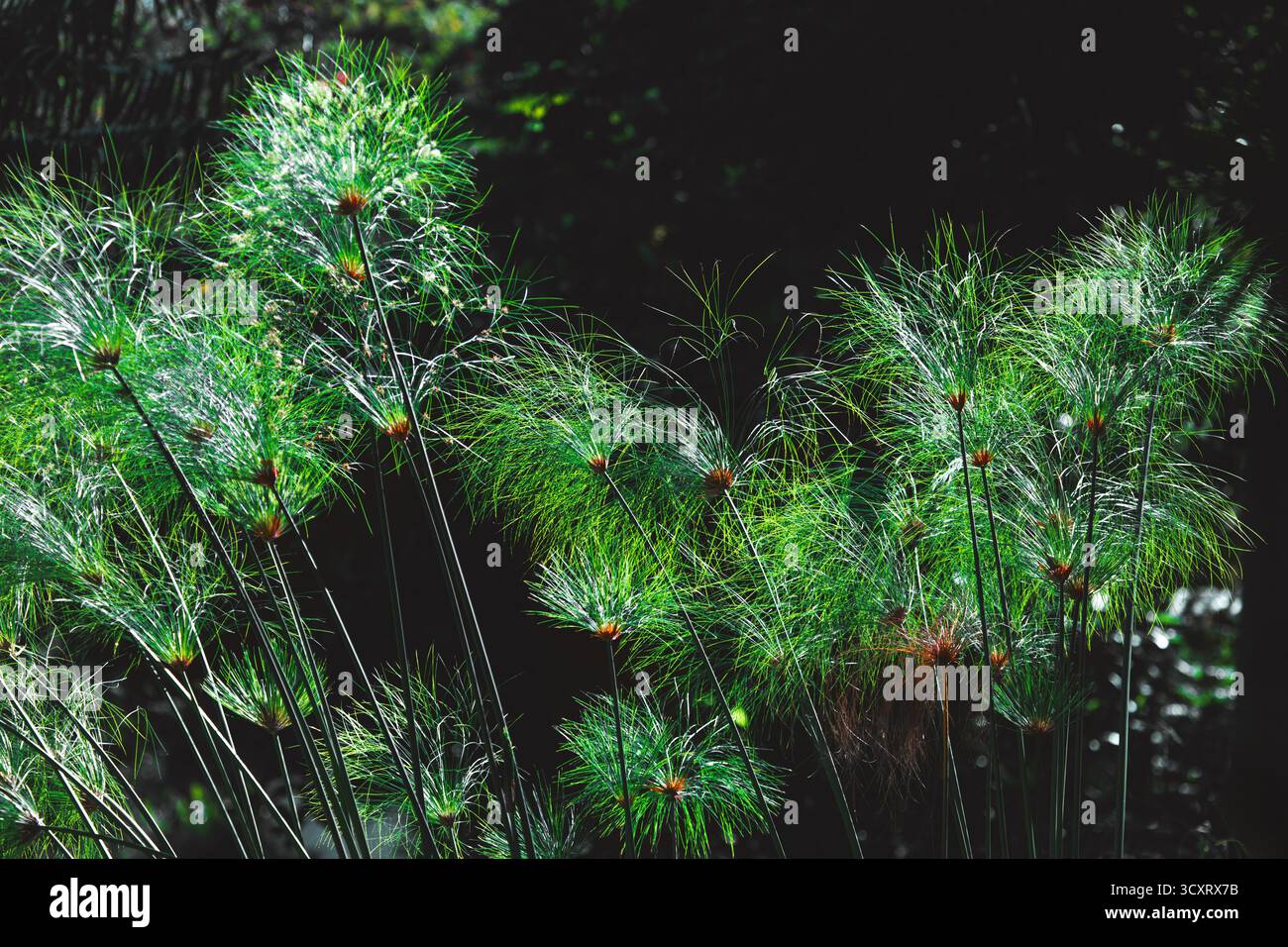 Le piante di papiro verde con caratteristiche punte piume sono mostrate su uno sfondo scuro e sfocato, con luce solare che splende su delicate fronde simili a fili Foto Stock