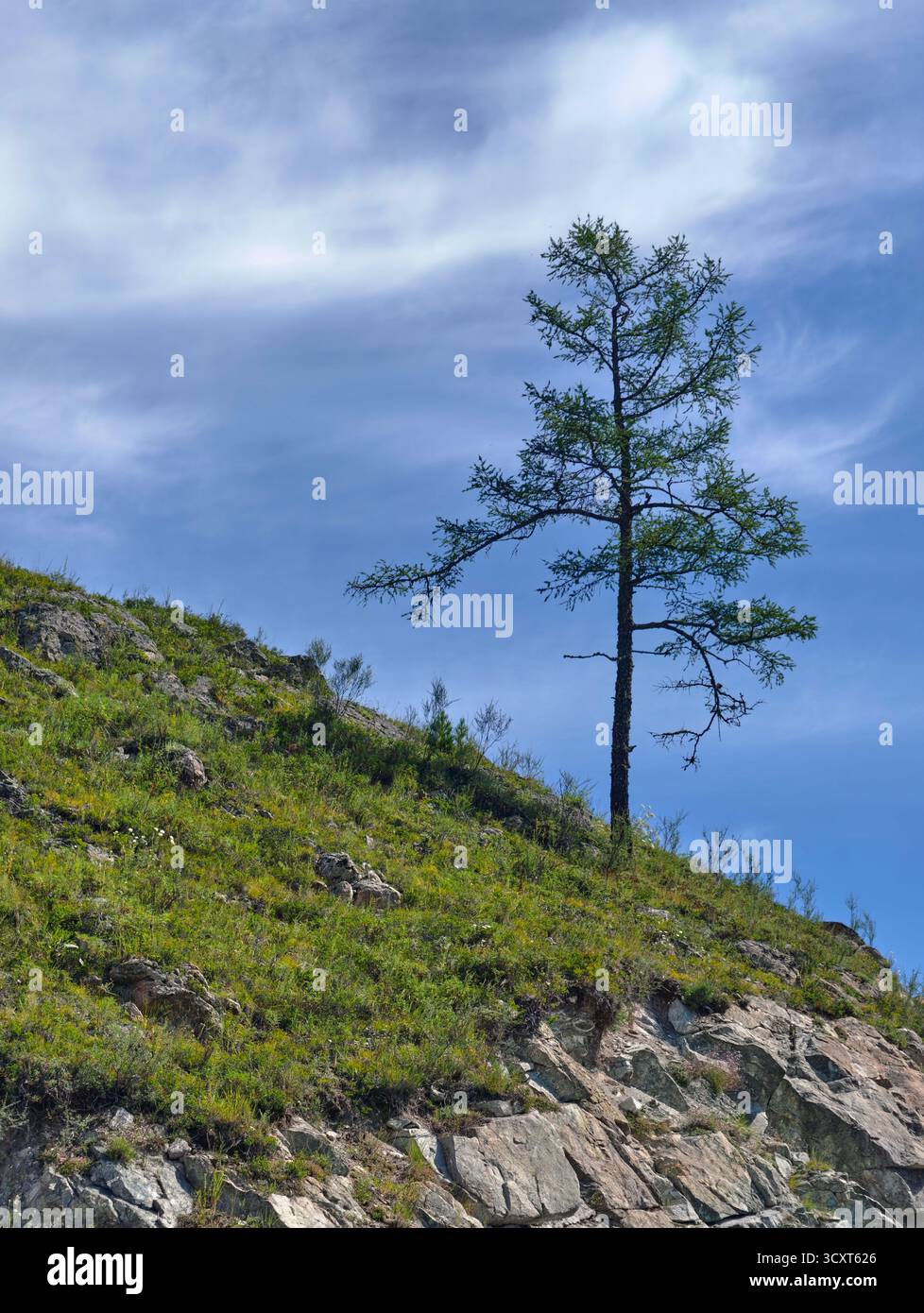 Un giovane e solitario albero di arco che cresce sulle rocce di Altai. Foto Stock