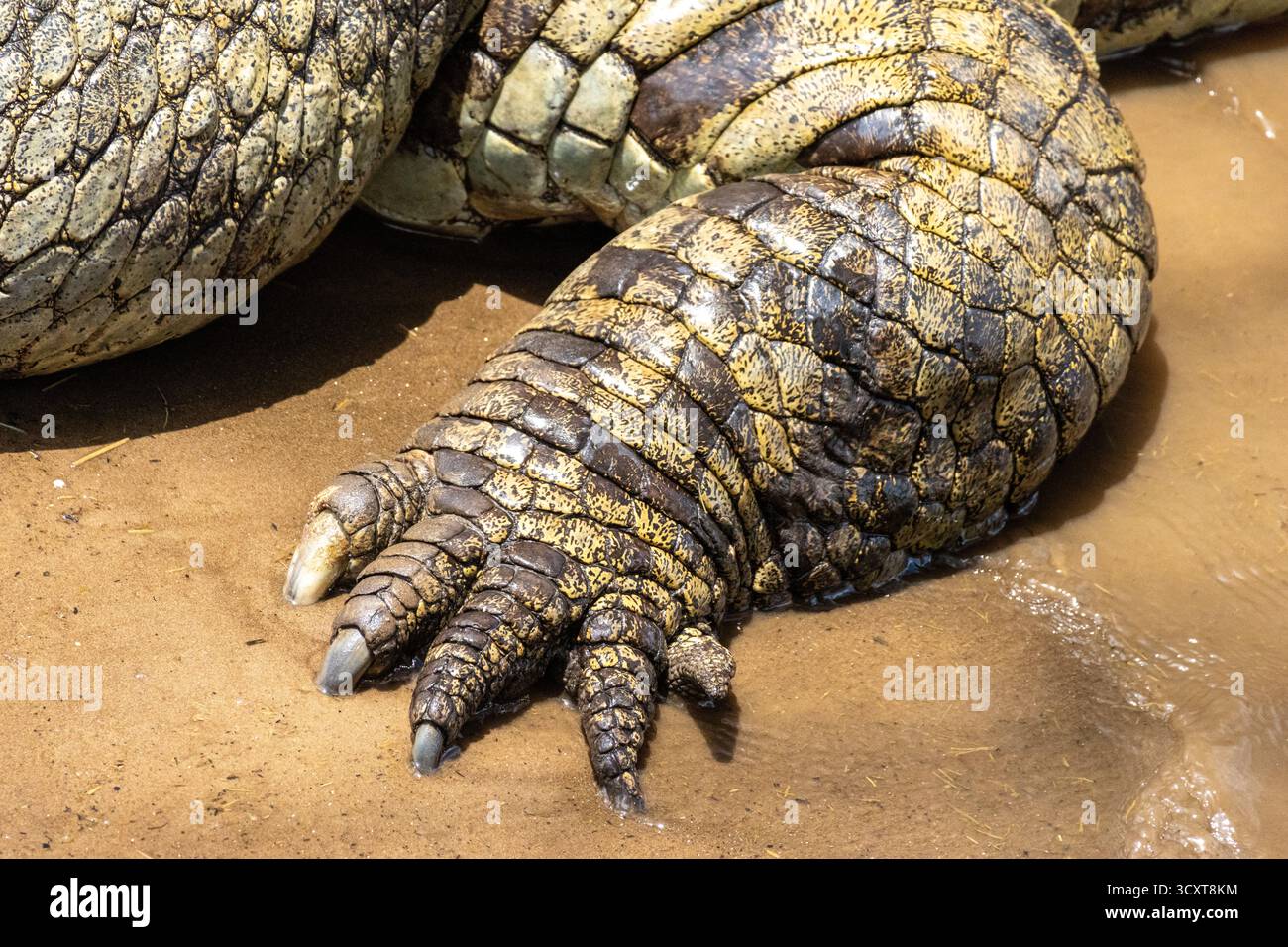 Primo piano di un piede di coccodrillo del Nilo (Crocodylus niloticus) e pelle squamosa sulla riva del fiume Mara nella riserva nazionale di Maasai Mara, Kenya Foto Stock