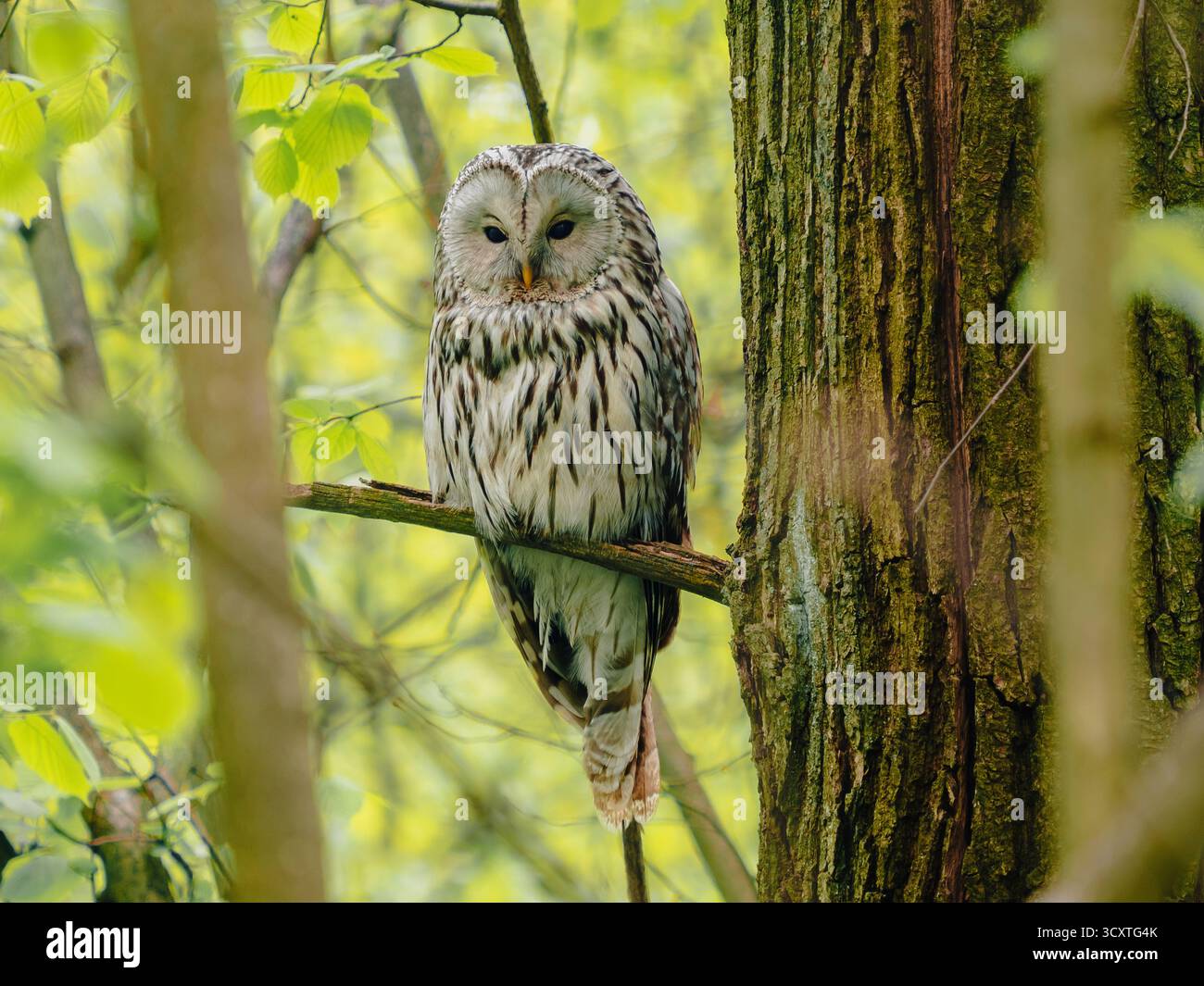 Gufo di Urale Strix uralensis arroccato su un ramo d'albero nella foresta verde primaverile. Il grande e bellissimo Gufo seduto tranquillamente, gira la testa e si guarda intorno. Birdwatching, ecologia e ambiente Foto Stock