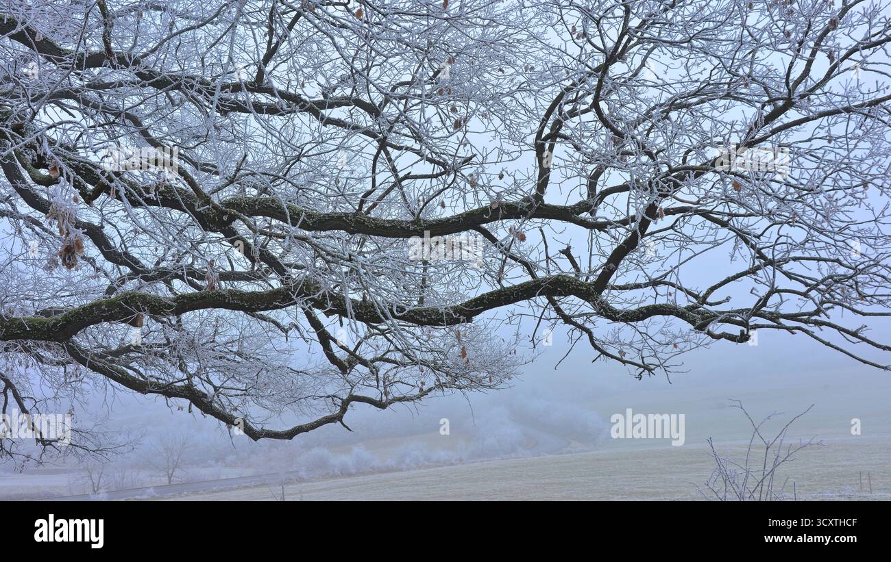Rami di quercia che crescono orizzontalmente, ricoperti di neve sulle colline di Mures, Transilvania. Gli arti scuri e robusti contrastano con la neve bianca. Foto Stock