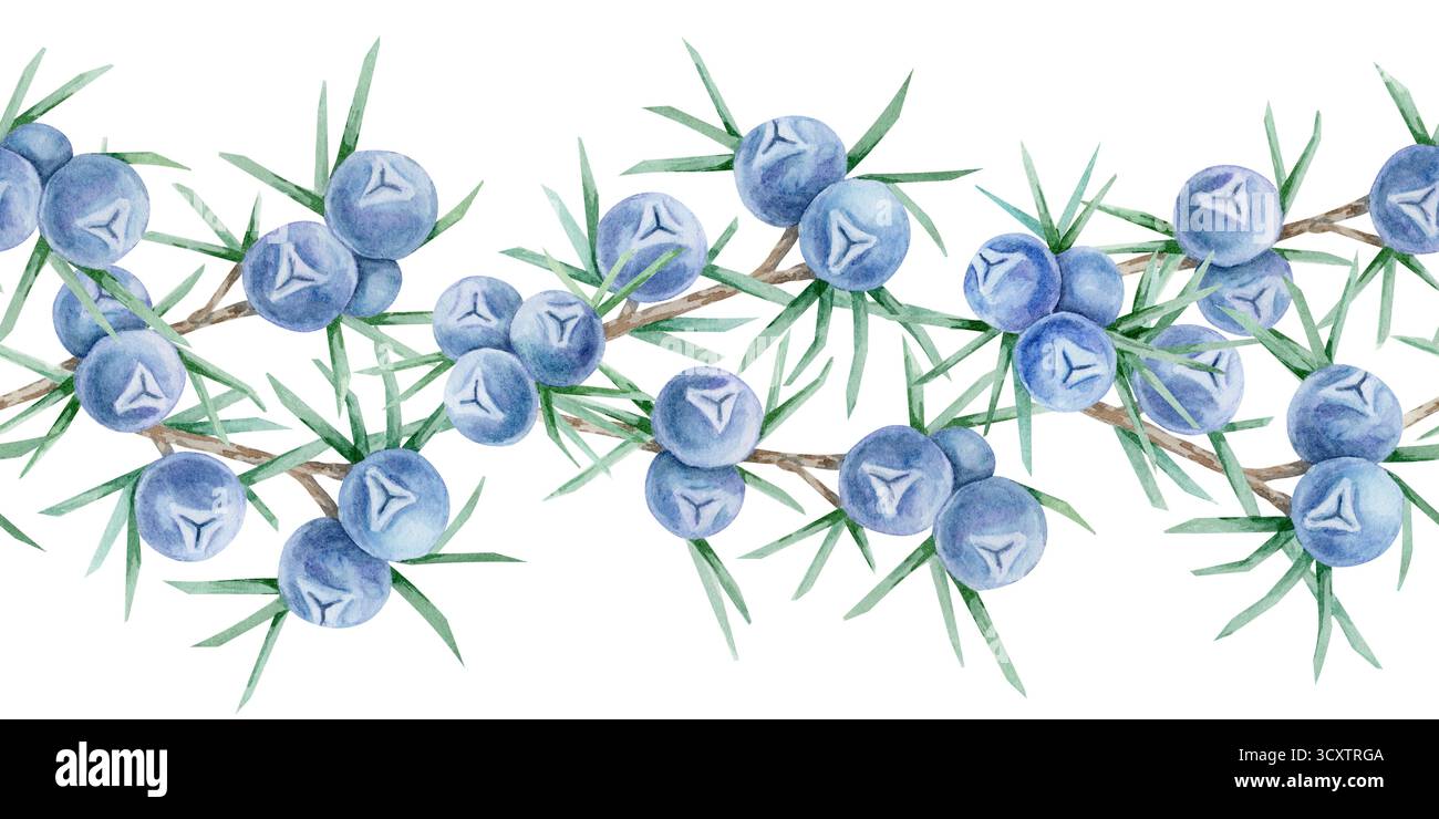 Grappoli di bacche di ginepro blu con foglie verdi spighe disposte a bordo continuo dipinte come clipart di acquerello disegnato a mano. Eccellente per bordi di cartoncino, finiture in tessuto, imballaggi ecologici e involucri. Foto Stock