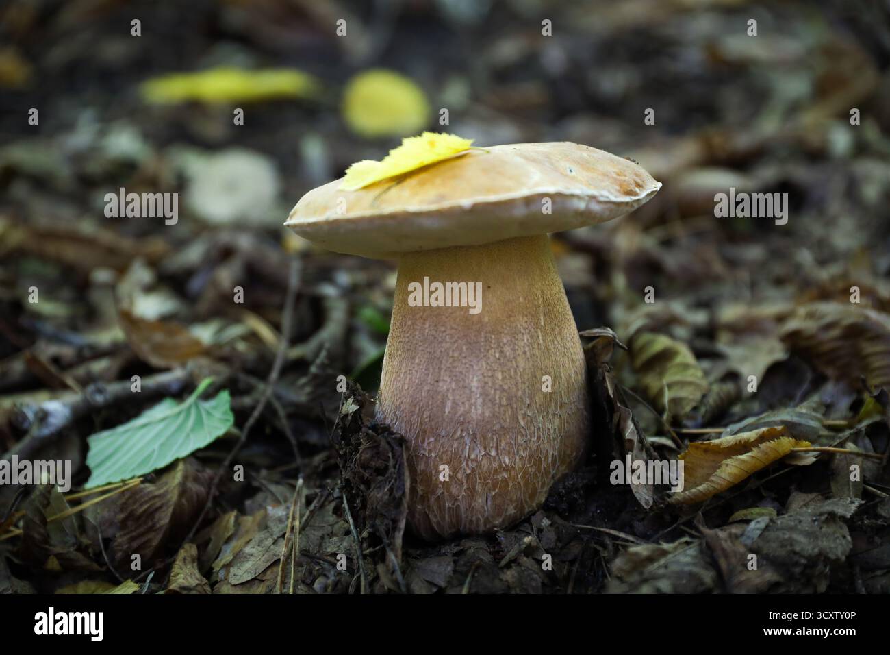 Boletus edulis (funghi porcini) cresce nella foresta, funghi selvatici commestibili in ambiente boschivo naturale, stagione autunnale Foto Stock