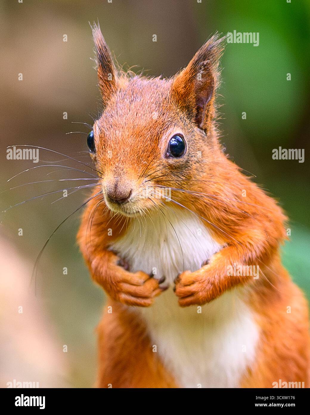 Scoiattolo rosso (Sciurus vulgaris) Anglesey, Regno Unito Foto Stock