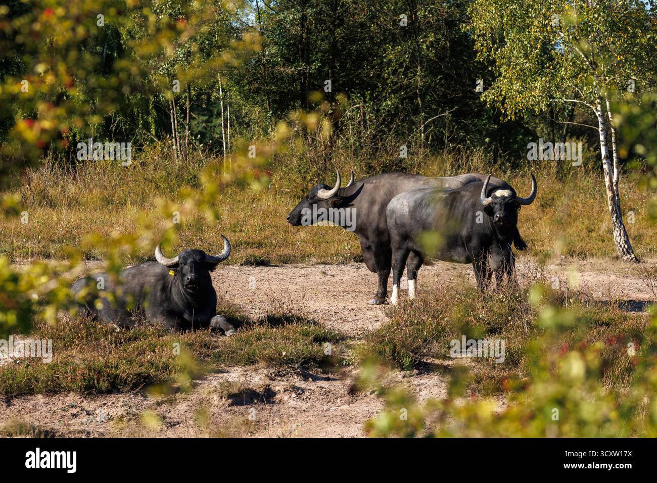 Bufalo d'acqua nella parte meridionale della Wahner Heath, Troisdorf, Renania settentrionale-Vestfalia, Germania. Wasserbueffel im suedlichen Teil der Wahner Heide Foto Stock Bufalo d'acqua nella parte meridionale della Wahner Heath, Troisdorf, Renania settentrionale-Vestfalia, Germania. Wasserbueffel im suedlichen Teil der Wahner Heide Foto Stock
