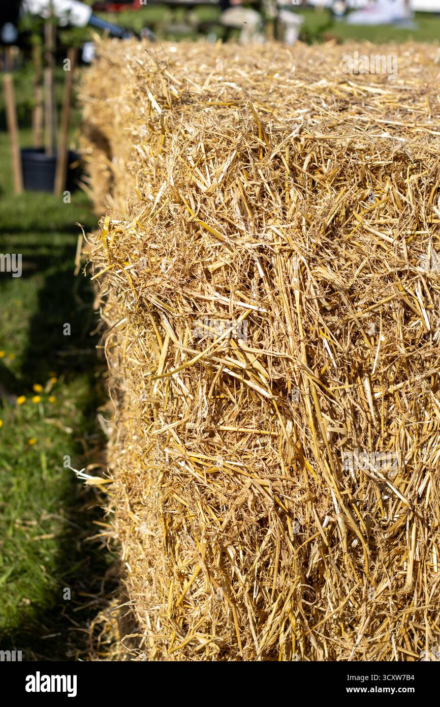 Primo piano di una balla di paglia d'orzo alla luce del sole al Devon County Show - maggio 2025 a Exeter, Regno Unito Foto Stock