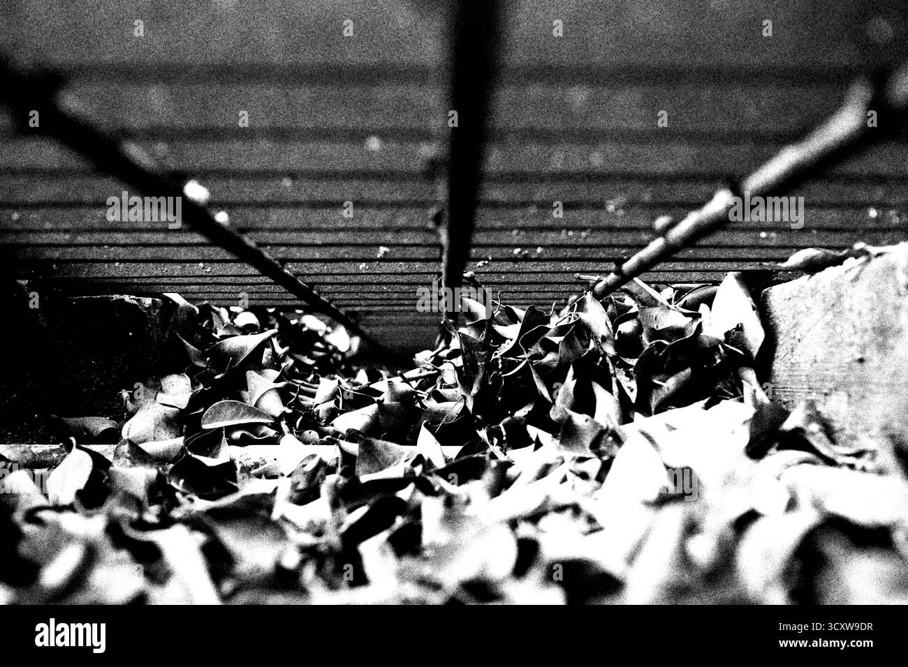 Fogliame asciutto che ostruisce le fogne all'interno Foto Stock