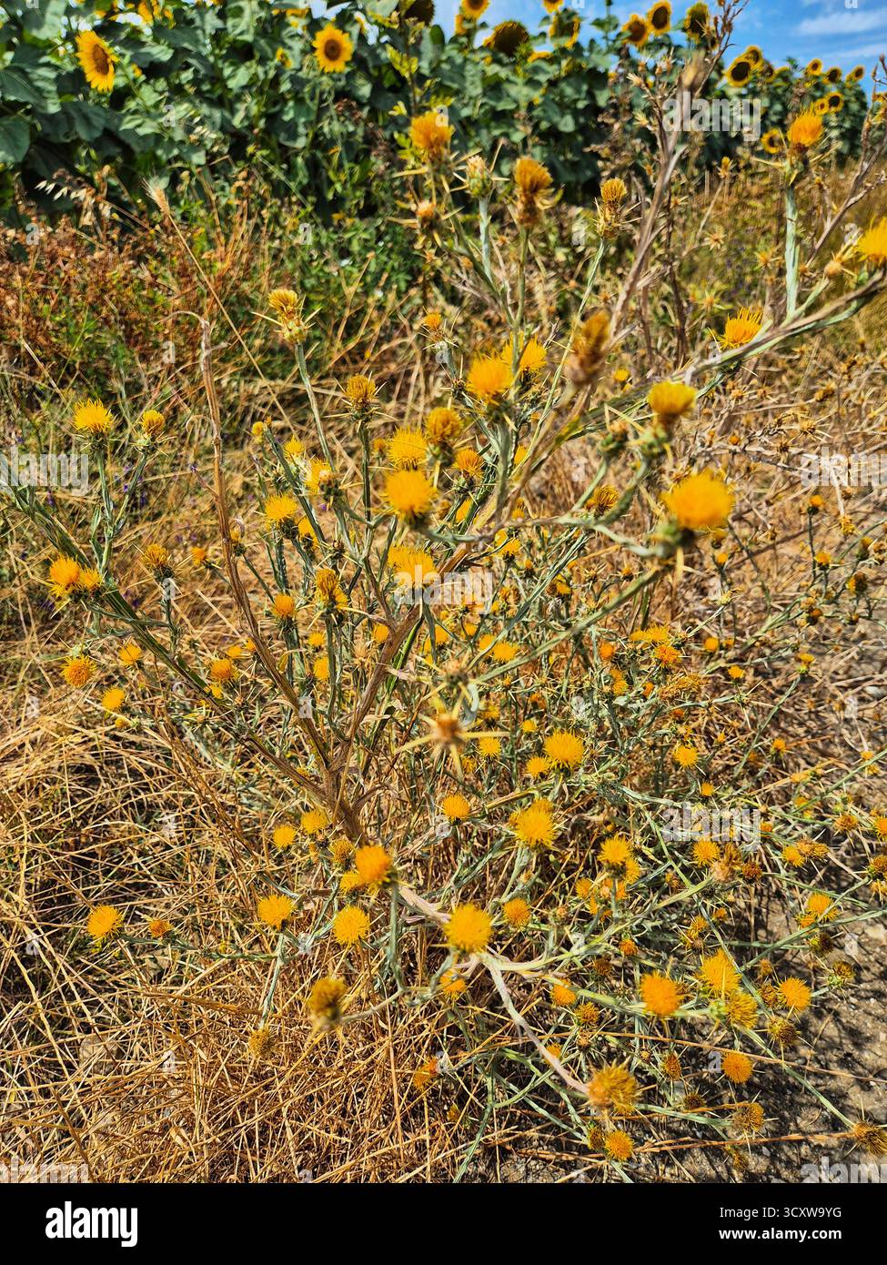 centaurea solstitialis. fiori gialli per terra - Immagine stock catturata con smartphone