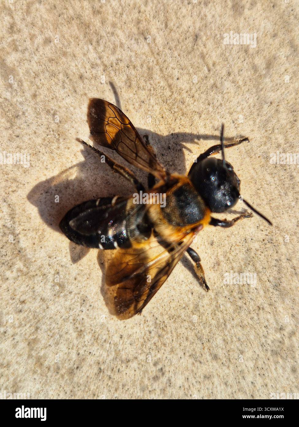 Megachile pluto. un'ape morta per terra Foto Stock