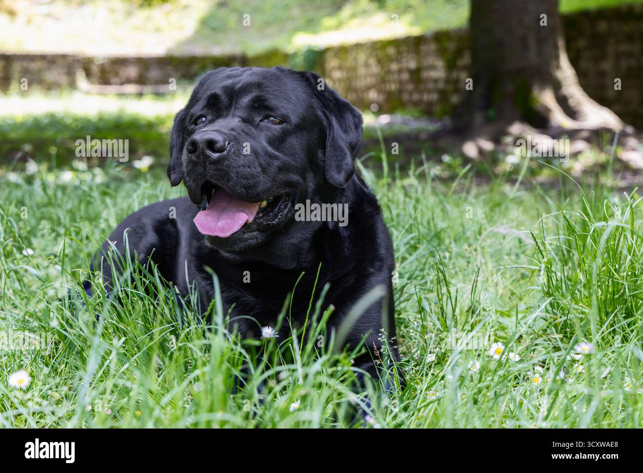 Happy black labrador adagiato tra erba verde e margherite, la luce delicata esalta i toni caldi e mostra un tranquillo umore gioioso di una tranquilla giornata estiva Foto Stock
