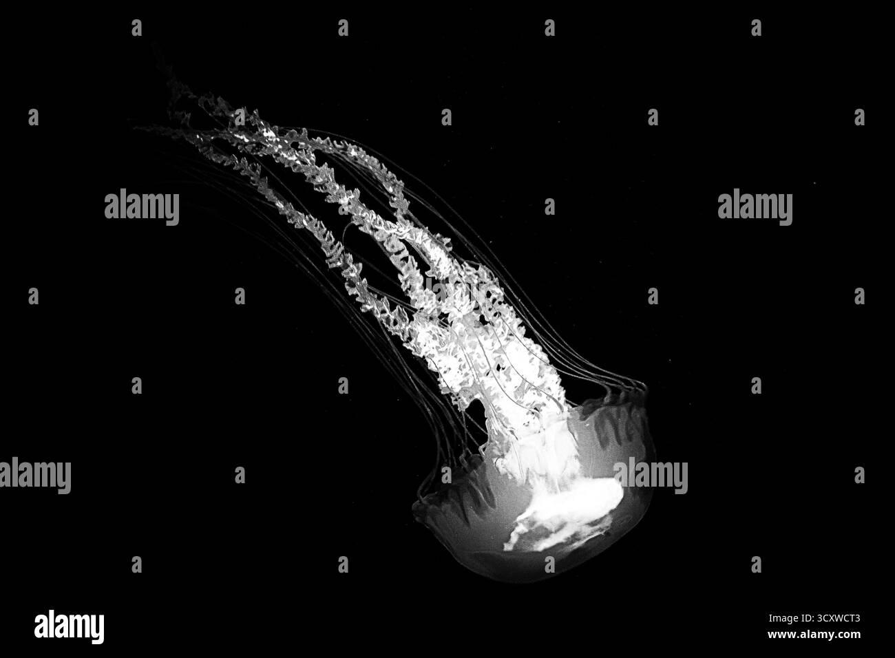 Spettacolare fotografia in bianco e nero di una medusa, che mette in risalto la sua eterea bellezza su uno sfondo scuro Foto Stock