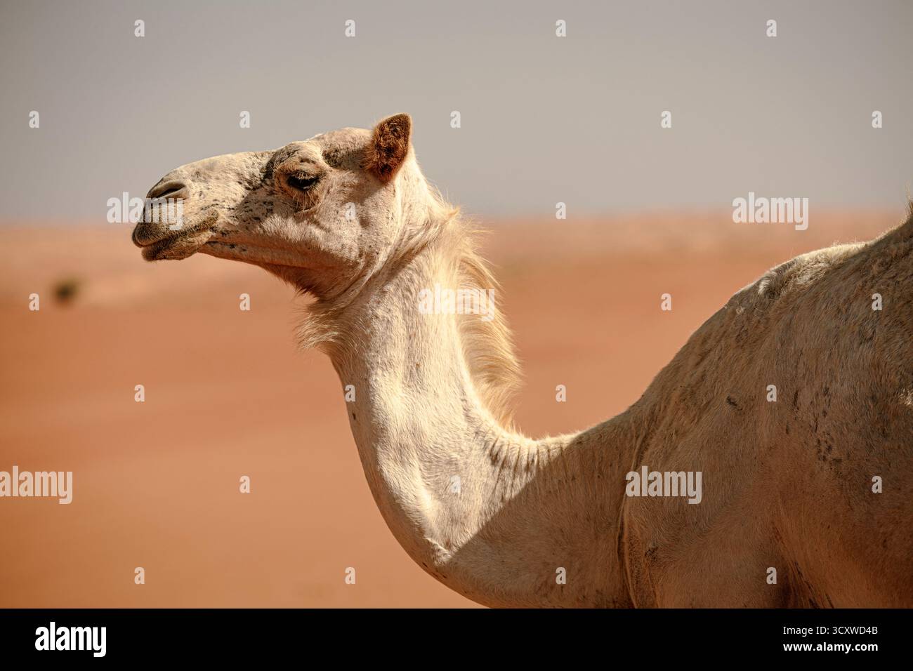 Cammello nel deserto di Wahiba in Oman, animali selvatici nel loro habitat naturale. Foto Stock