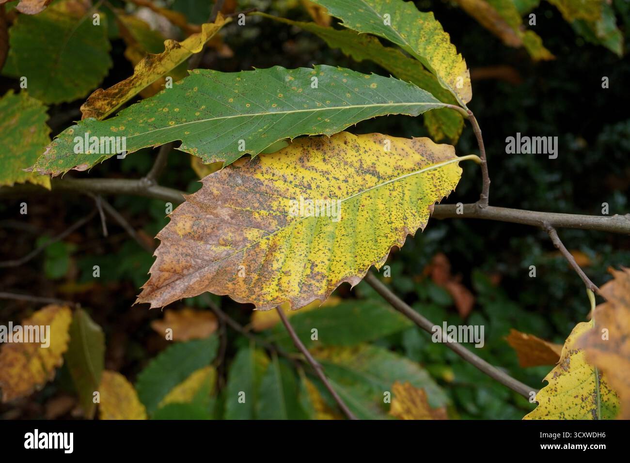 foglie d'albero che diventano gialle e marroni in autunno. fogliame stagionale Foto Stock