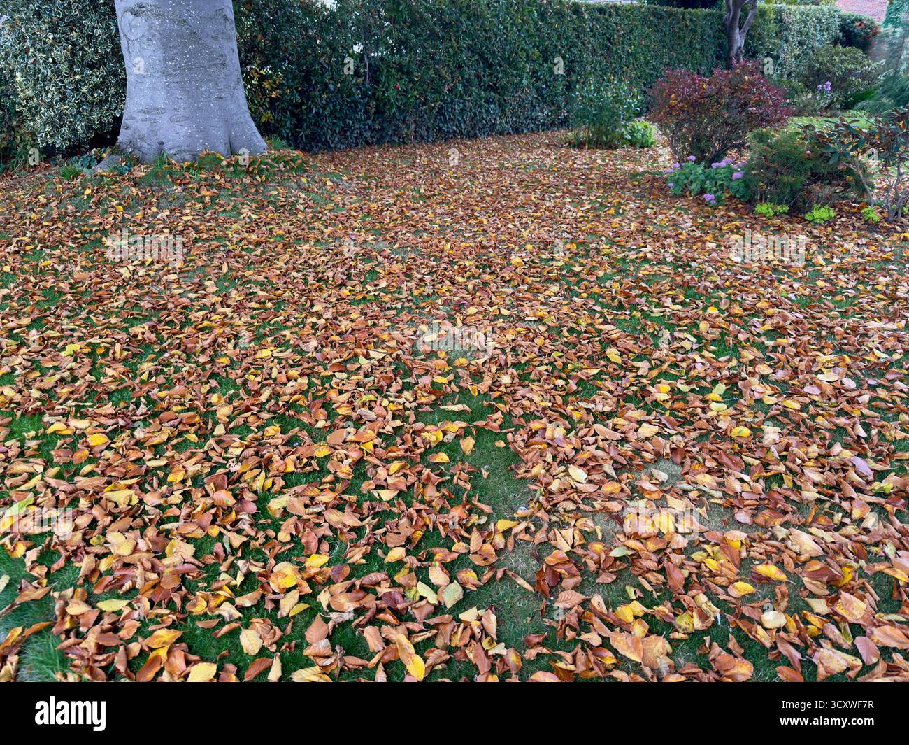 Un giardino ricoperto di foglie autunnali cadute, caratterizzato da un grande albero e vari arbusti. - Immagine stock catturata con smartphone