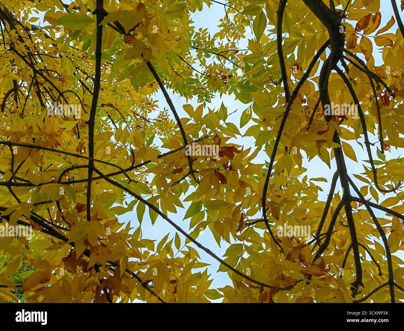 Foglie d'oro d'autunno. Foto Stock