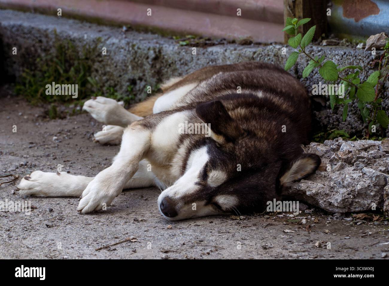 Un cane rilassante che dorme all'aperto sulla valle di montagna Mussoorie Uttarakhand Foto Stock