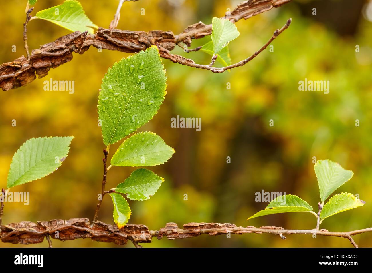 Foto macro dettagliata di un ramo alato di olmo (Ulmus alata) caratterizzato dal caratteristico corky, corteccia alata e fresche foglie seghettate verdi con acqua dro Foto Stock