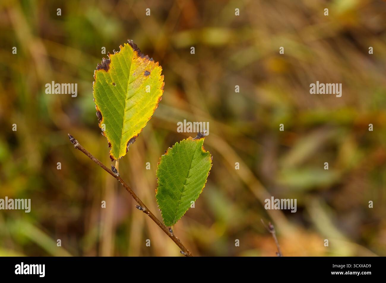 Primo piano di foglie di ontano all'inizio dell'autunno, mostrando il passaggio naturale dal verde al giallo con bordi marroni. Lo sfondo è leggermente sfocato Foto Stock