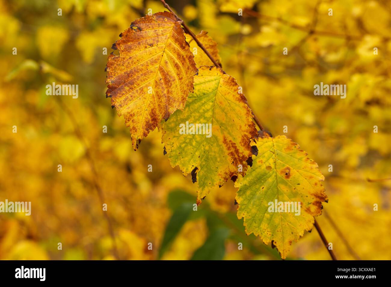 Primo piano delle foglie autunnali che diventano gialle e marroni, mostrando i colori e le texture ricchi del fogliame autunnale con uno sfondo dorato leggermente sfocato. Foto Stock